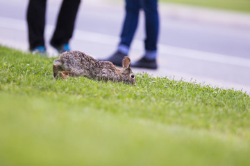 Eastern cottontail rabbit 