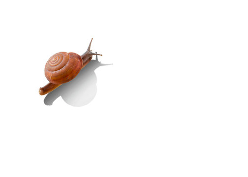 snail on white background for copy space
