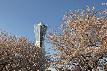 マリンタワーと桜