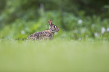 Eastern cottontail rabbit 