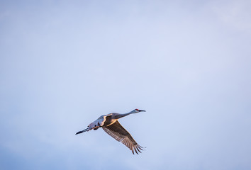 Obraz premium Majectic Sand Hill Crane in flight wings full spread downward blue isolated blue sky morning light