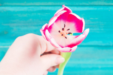 Pink tulip flower in hand on a blue wooden background