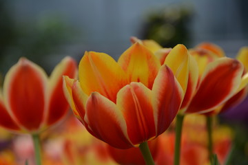 Beautiful fresh tulip flowers 