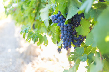 Close up view of grapes hanging on a vine in the Breede Valley, a wine producing area in the...