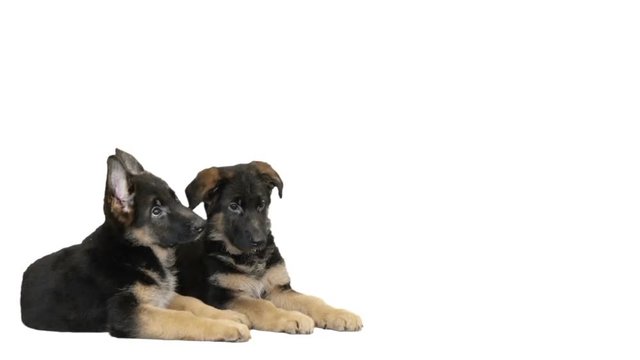 Funny German Shepherd puppy looks and lickens on a white background