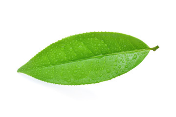 Naklejka na ściany i meble Green tea leaf with drops of water
