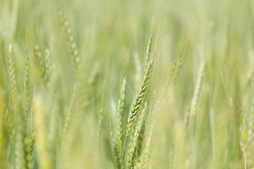 Close up view of Young green wheat growing on a farmland in the Swartland in the Western Cape of South Africa