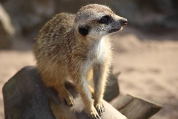 Fototapeta premium An image of a meerkat