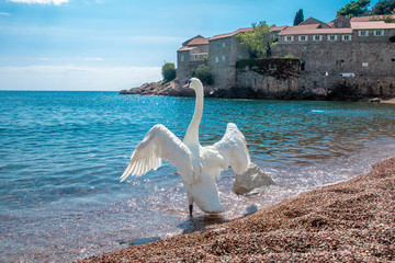 A lone swan standing at the water's edge on the beach