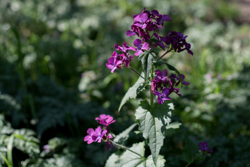 Purple flowers