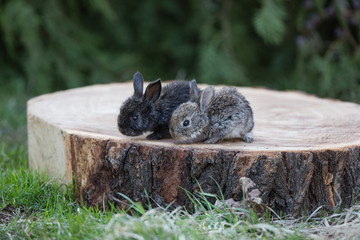 Rabbit on a stump