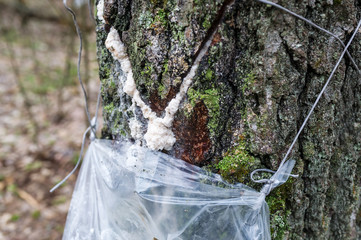 Fototapeta premium Harvesting of birch sap in a spring forest.