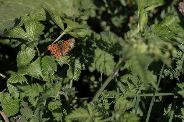 Butterfly on leaf
