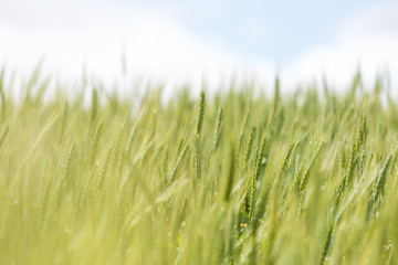 Close up view of Young green wheat growing on a farmland in the Swartland in the Western Cape of South Africa