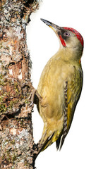 Picus Viridis aislado.