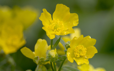 Meadow buttercup on a background of green grass