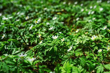 Wild flowers anemone nemorosa