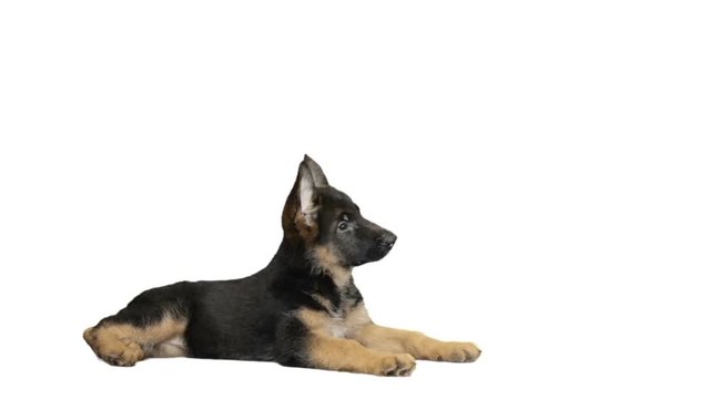puppy lies, looks and lickens 