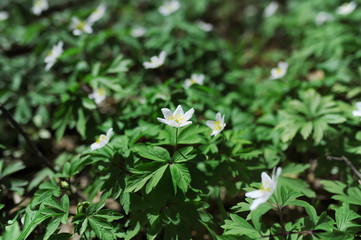 White flowers anemone in forest