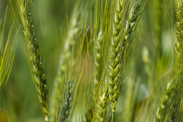 Close up view of Young green wheat growing on a farmland in the Swartland in the Western Cape of...
