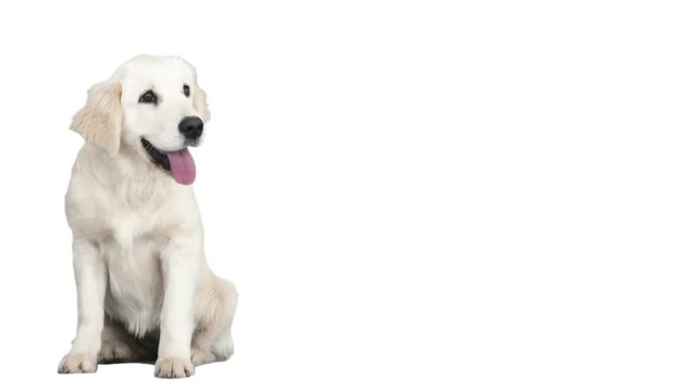 cute golden retriever looking on a white background