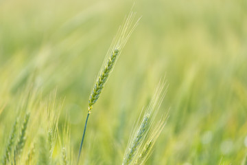 Close up view of Young green wheat growing on a farmland in the Swartland in the Western Cape of South Africa