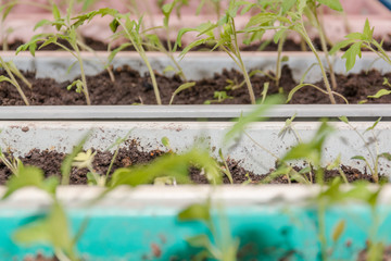 Seedling on a window sill in the spring.