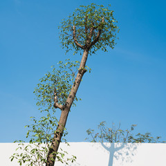Some trees on a sunny day.