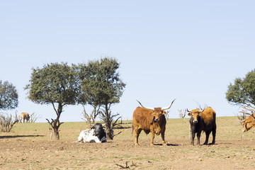 ox , oxen, cattle farm in Spain