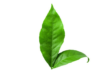 Fototapeta premium green leaves