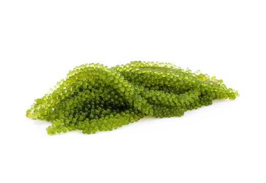Umi-budou, grapes seaweed or green caviar