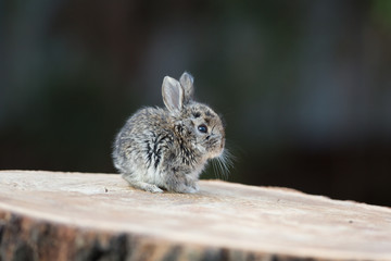 Rabbit on a stump