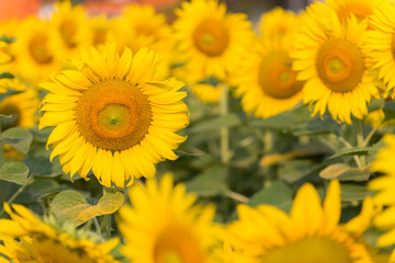 Obraz premium Sunflowers garden. Sunflowers have abundant health benefits. Sunflower oil improves skin health and promote cell regeneration.