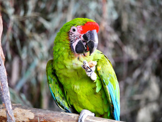 Perroquet © photoloulou91