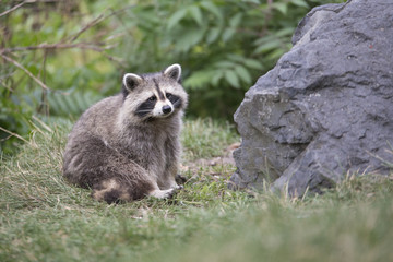 Fototapeta premium American raccoon portrait