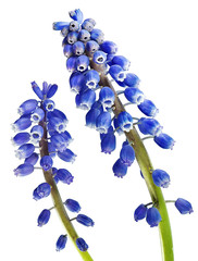 Blue muscari hyacinth grape flower closeup isolated on white - obrazy, fototapety, plakaty