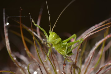 Grasshopper