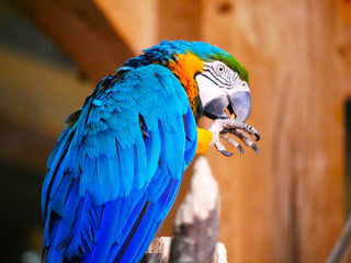 Perroquet © photoloulou91