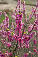 Obraz premium Daphne mezereum, commonly known as February daphne mezereon, mezereum, spurge laurel or spurge olive