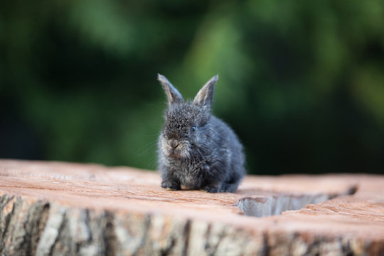 Rabbit on a stump