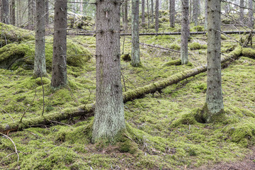 Old spruce forest in Finland