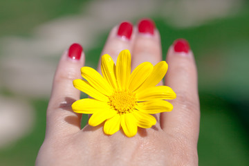 woman hand with yellow flower