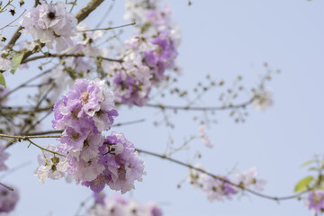 flower of Lagerstroemia on a background sky