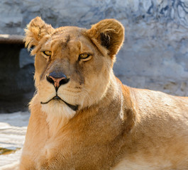 African lioness lying resting after feeding.