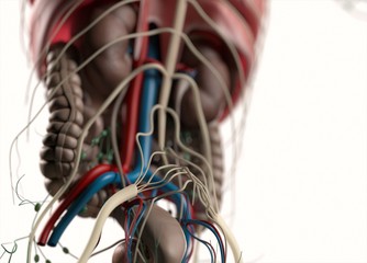 Anatomy illustration showing kidneys,intestines,diaphragm. 3d illustration