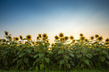 Sunflower natural background, Sunflower blooming, Sunflower oil improves skin health and promote...