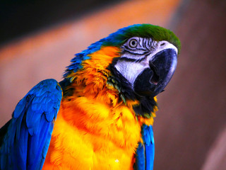 Perroquet © photoloulou91