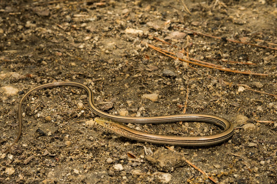 Slender Glass Lizard