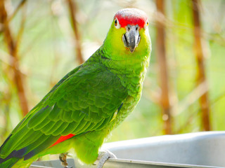 Perroquet © photoloulou91