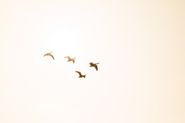 Four Canada Geese in flight backlit by the morning sunshine